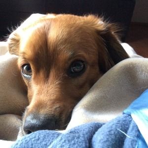 Meet your Posher, D'arcy